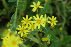 Senecio dalzellii